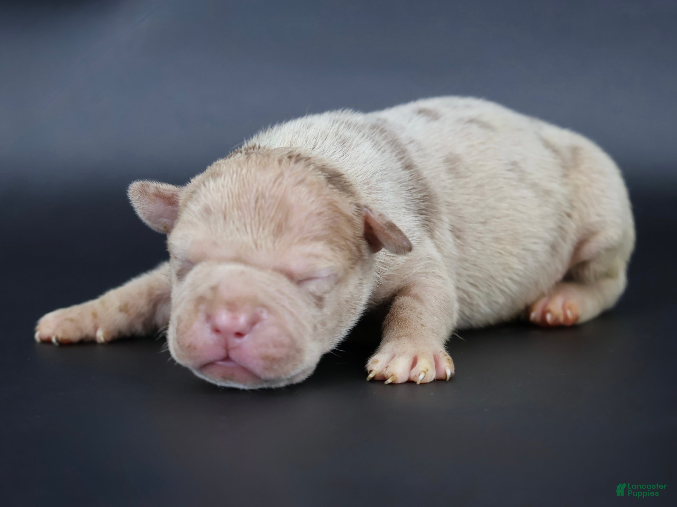 American Bully dogs Atum - XL - ABKC - Ad 1