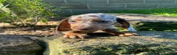 Miniature Dachshund dogs for sale: Lucy - Ad 11
