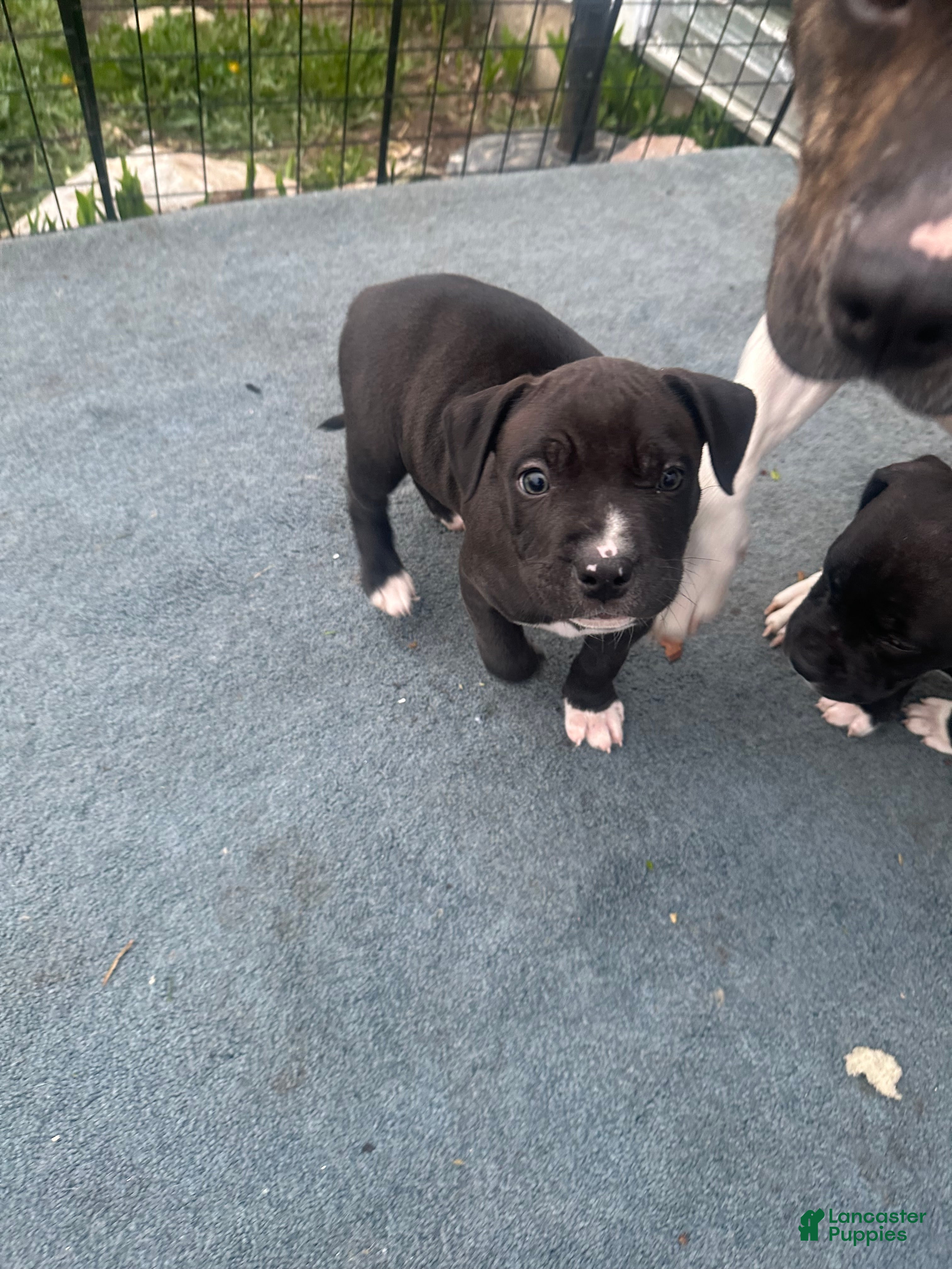 Mixed Breed dogs Lucy - Ad 1