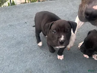 Mixed Breed dogs for sale: Lucy - Ad 4