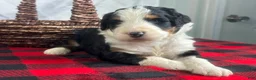 Bernedoodle dogs for sale: Indiana - Ad 4