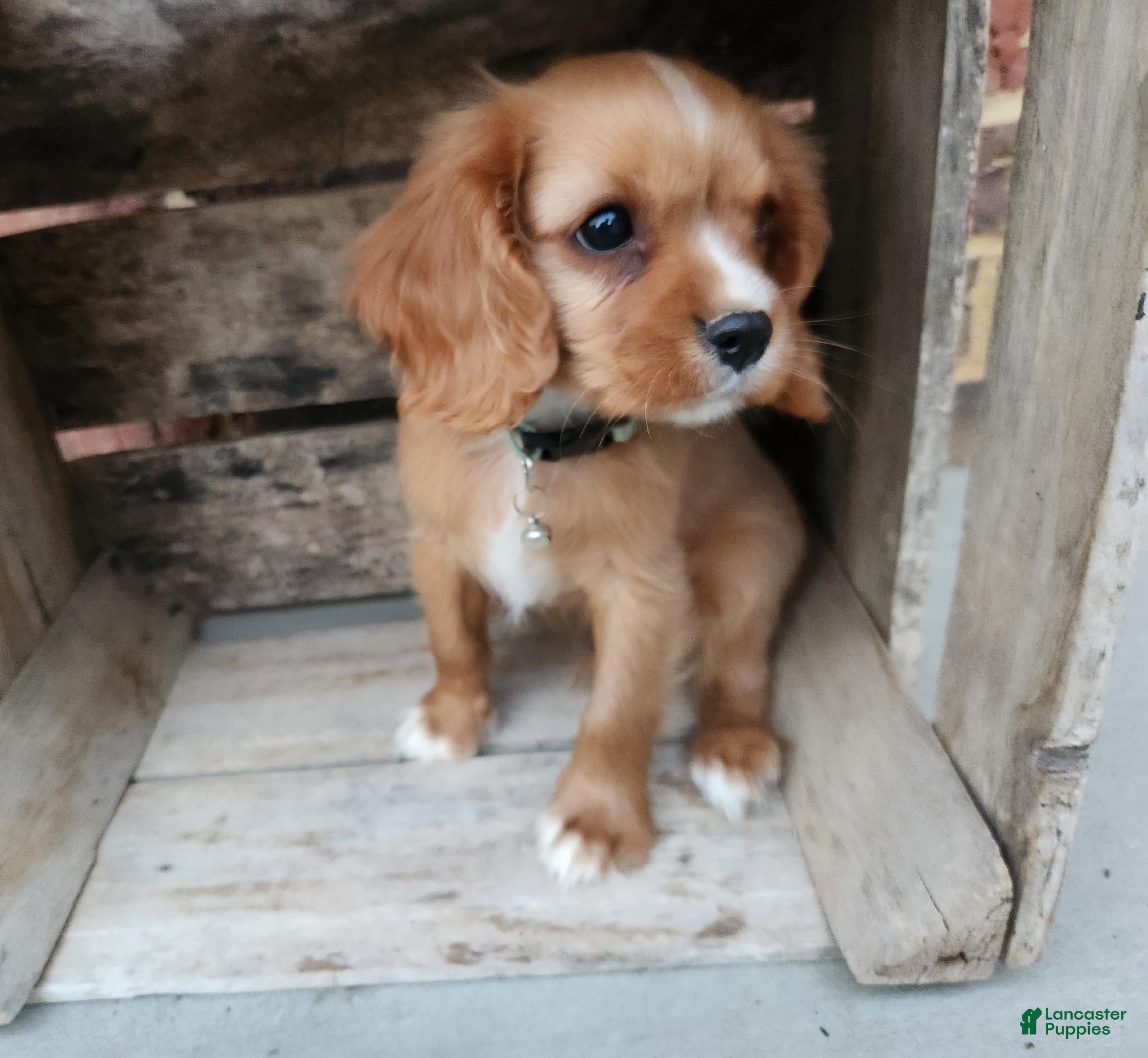 Cavalier King Charles Spaniel dogs KitKat - Ad 1