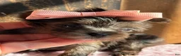 Yorkshire Terrier dogs for sale: Yorkshire Terrier Puppy 6 - Ad 4
