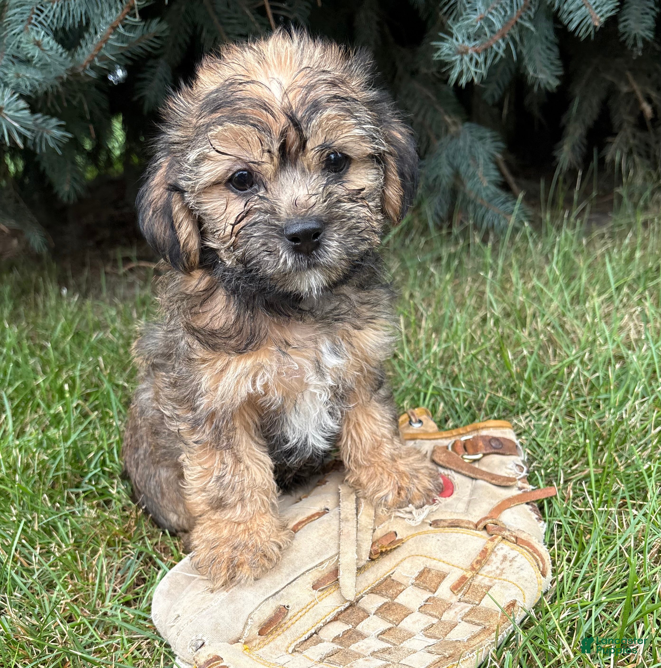 Shorkie dogs Luca - Ad 2