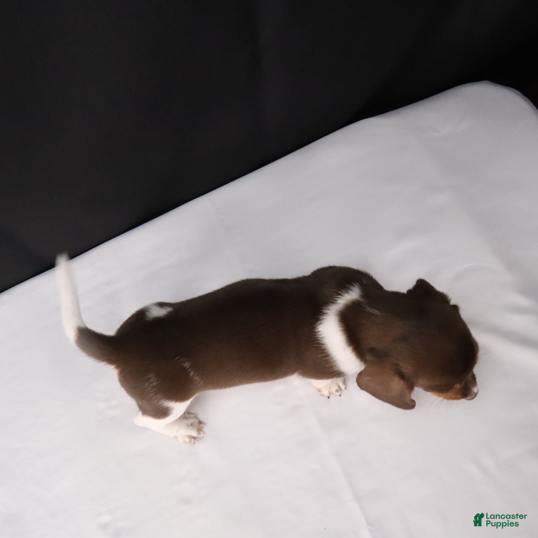 Dachshund dogs for sale: Pete - Ad 4