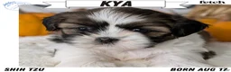 Shih Tzu dogs for sale: Kya - Ad 1