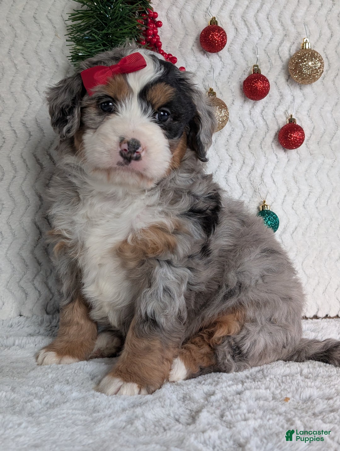 Mini Bernedoodle dogs for sale: Mini River - Ad 1