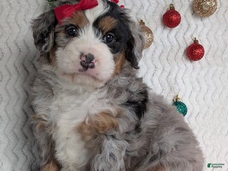 Mini Bernedoodle dogs Mini River - Ad 3