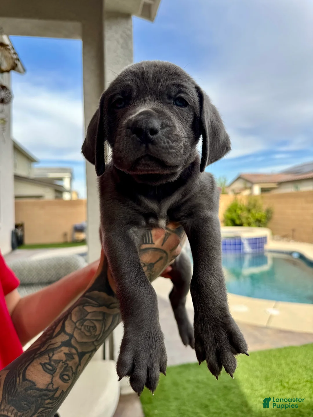 Mixed Breed dogs for sale: Mixed Breed Puppy 7 (red) - Ad 1