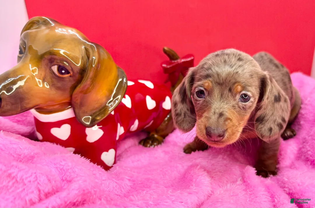 Miniature Dachshund dogs for sale: Chocolate dapple Smooth Akc  - Ad 2