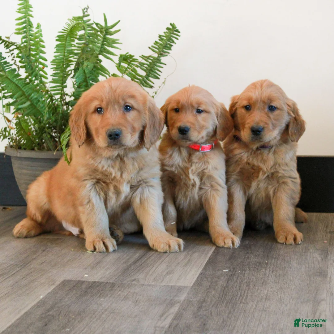 Golden Retriever dogs for sale: Tiana  - Ad 5