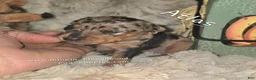 Miniature Pinscher dogs for sale: Atlas - Ad 5