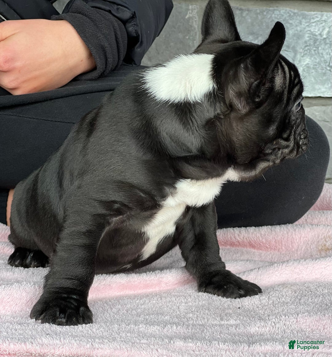 French Bulldog dogs for sale: Ortiz - Ad 4