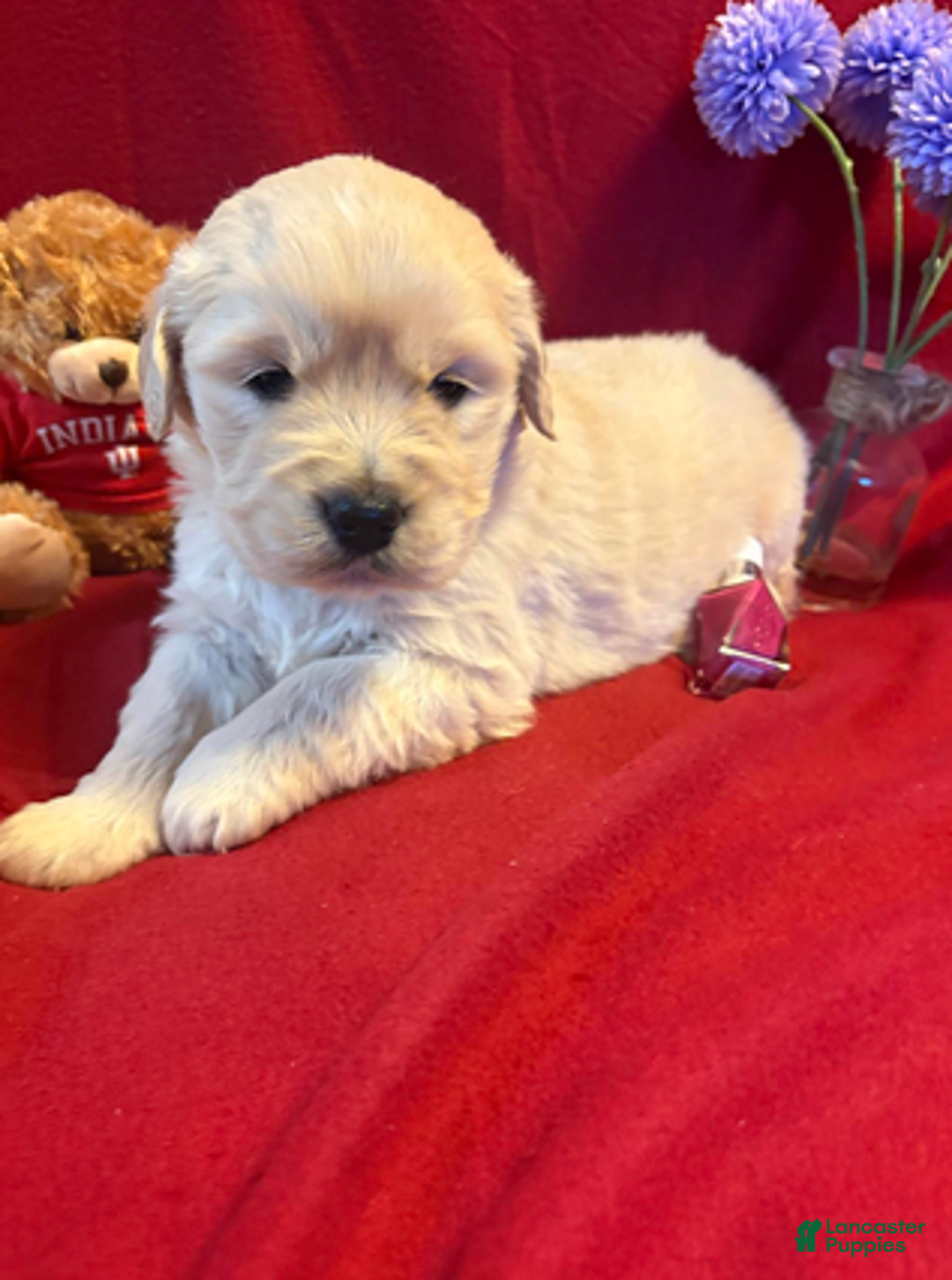 Golden Retriever dogs for sale: Maddie - Ad 2