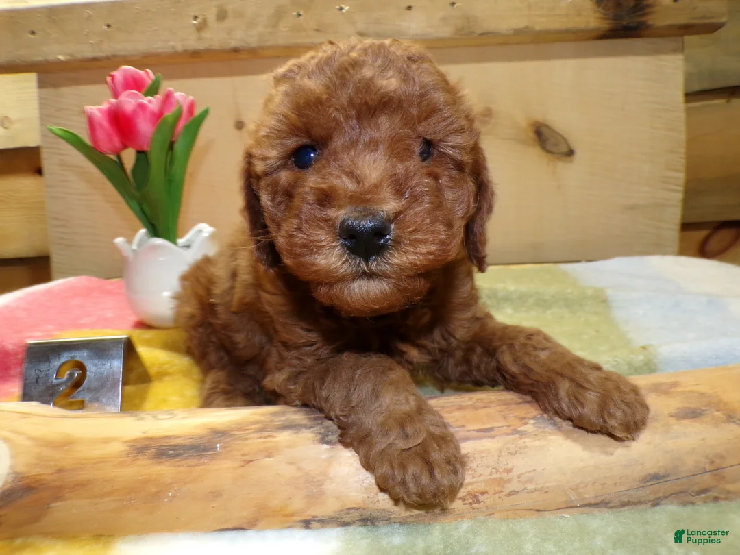 Mini Goldendoodle dogs for sale: Mini Goldendoodle Puppy 2 Polly - Ad 3