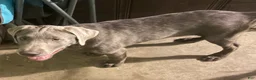 Labrador Retriever dogs for sale: Labrador Retriever 1 - Ad 2