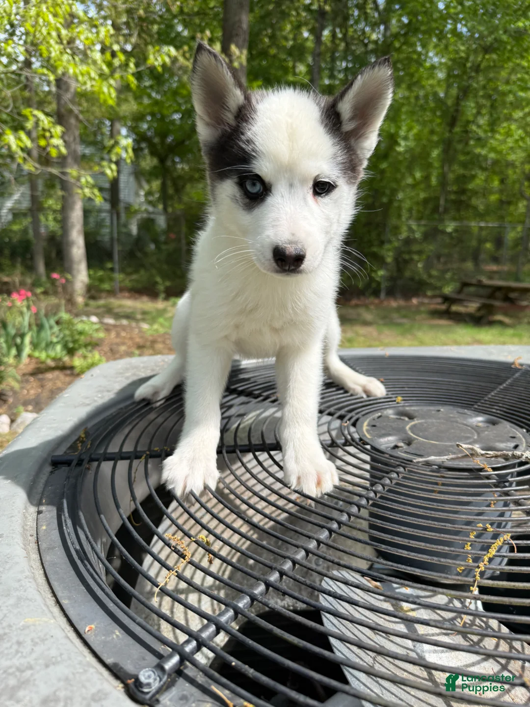 Pomsky dogs for sale: Pomsky Puppy 1 - Ad 1
