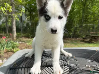 Pomsky dogs for sale: Pomsky Puppy 1 - Ad 2