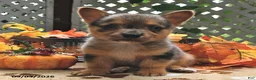 Welsh Corgi Pembroke dogs for sale: Bubbles - Ad 3