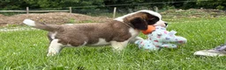 Saint Bernard dogs for sale: Boogie bear  - Ad 3