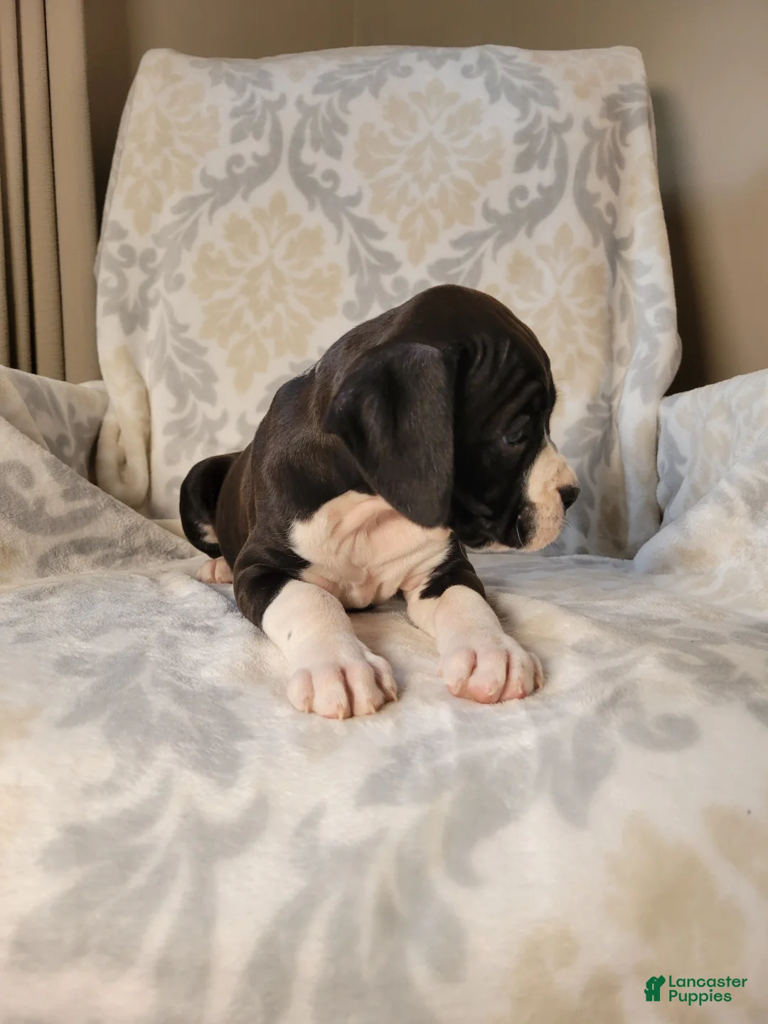 Boxer dogs for sale: Oliver - Ad 4