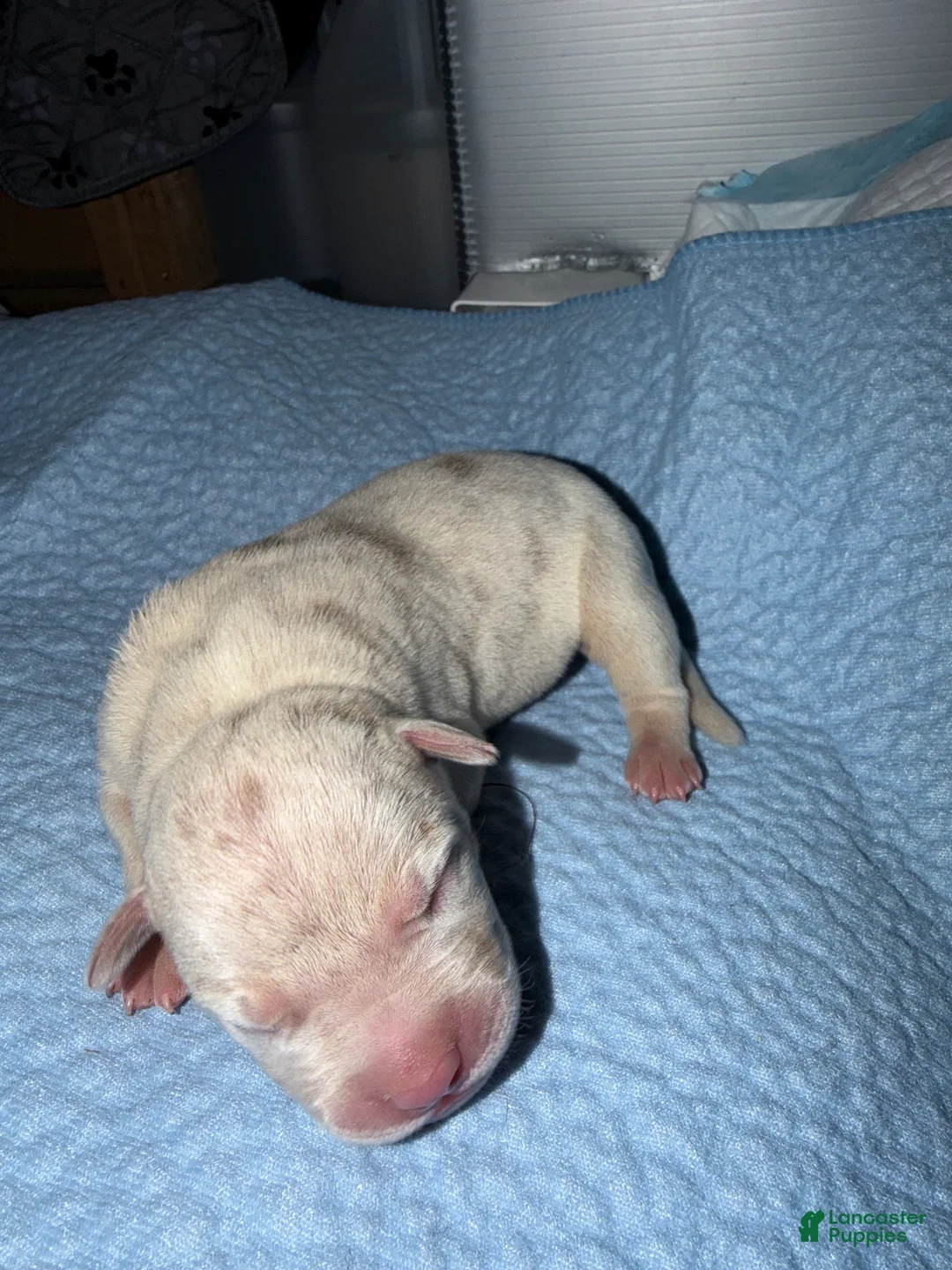 American Bully dogs for sale: Pearl - Ad 1