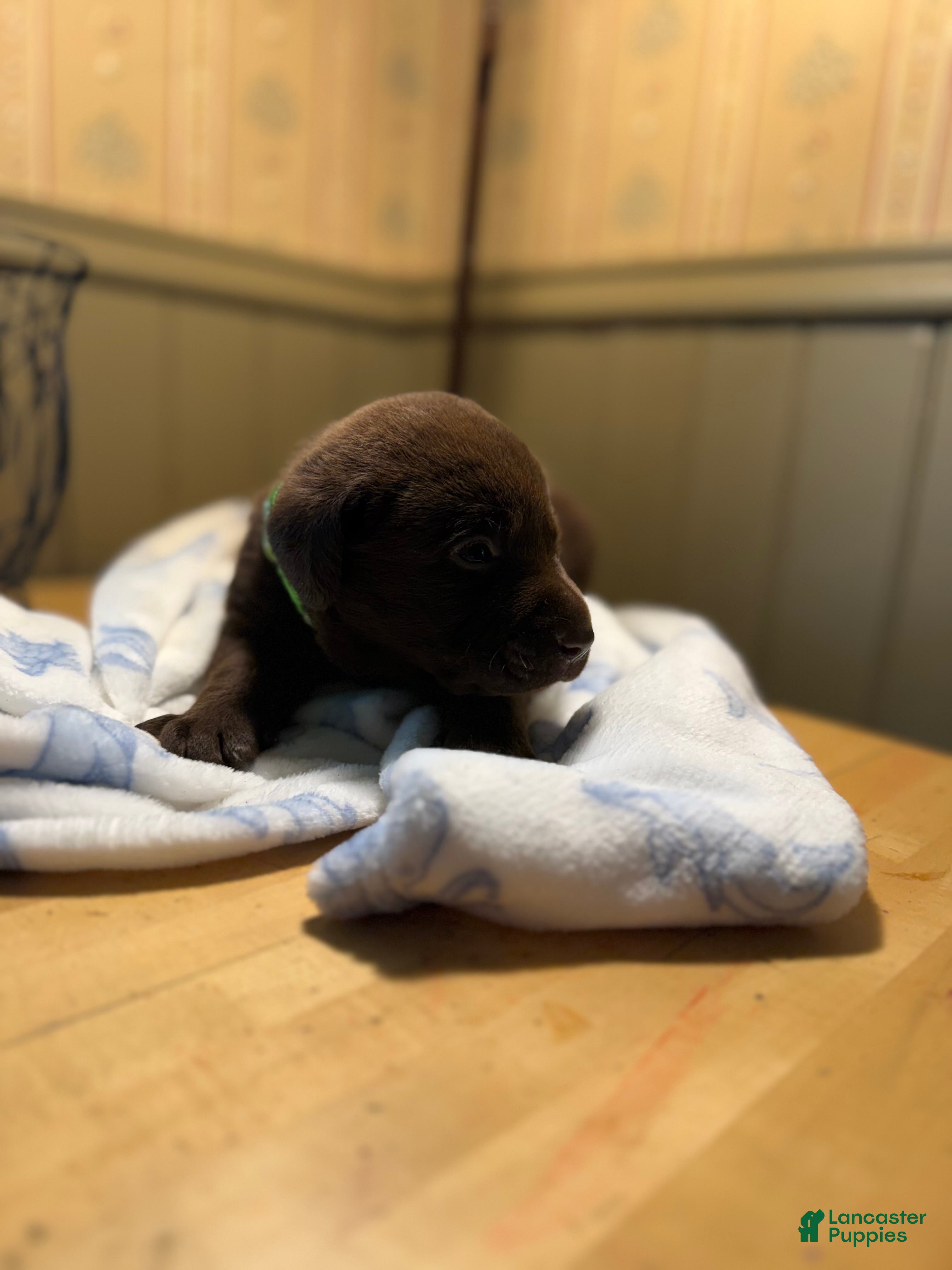 Labrador Retriever dogs Labrador Retriever Puppy GREEN  - Ad 2