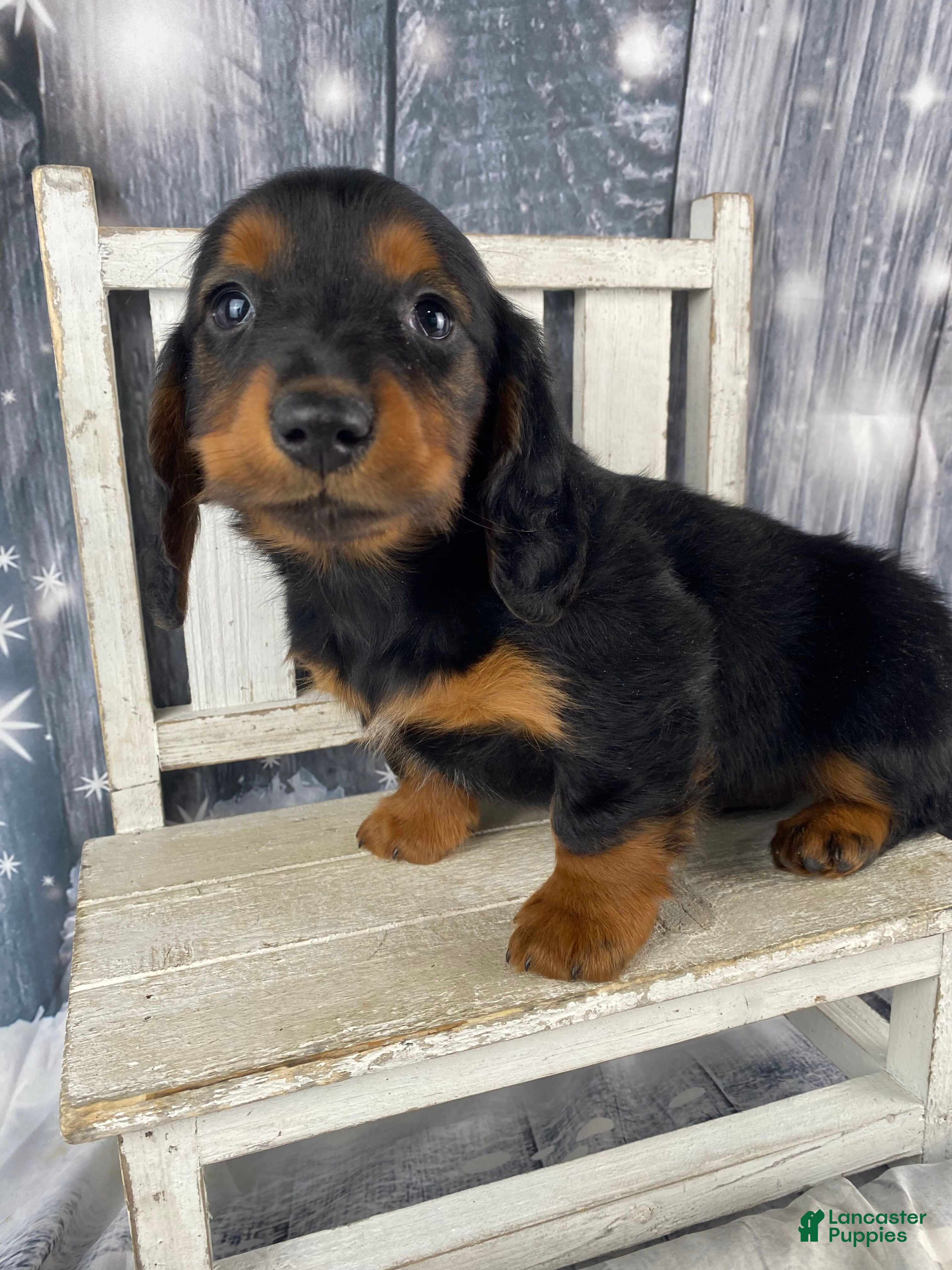 Miniature Dachshund dogs Tiffany - Ad 2