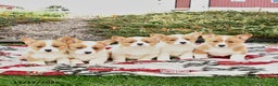 Welsh Corgi Pembroke dogs for sale: Able - Ad 3