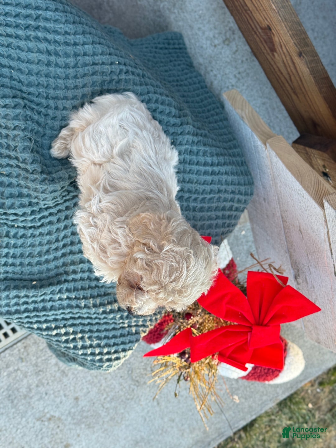 Bichpoo dogs for sale: Luca - Ad 3