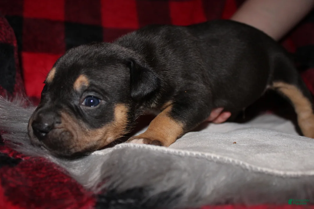 American Bully dogs for sale: Tj - Ad 3