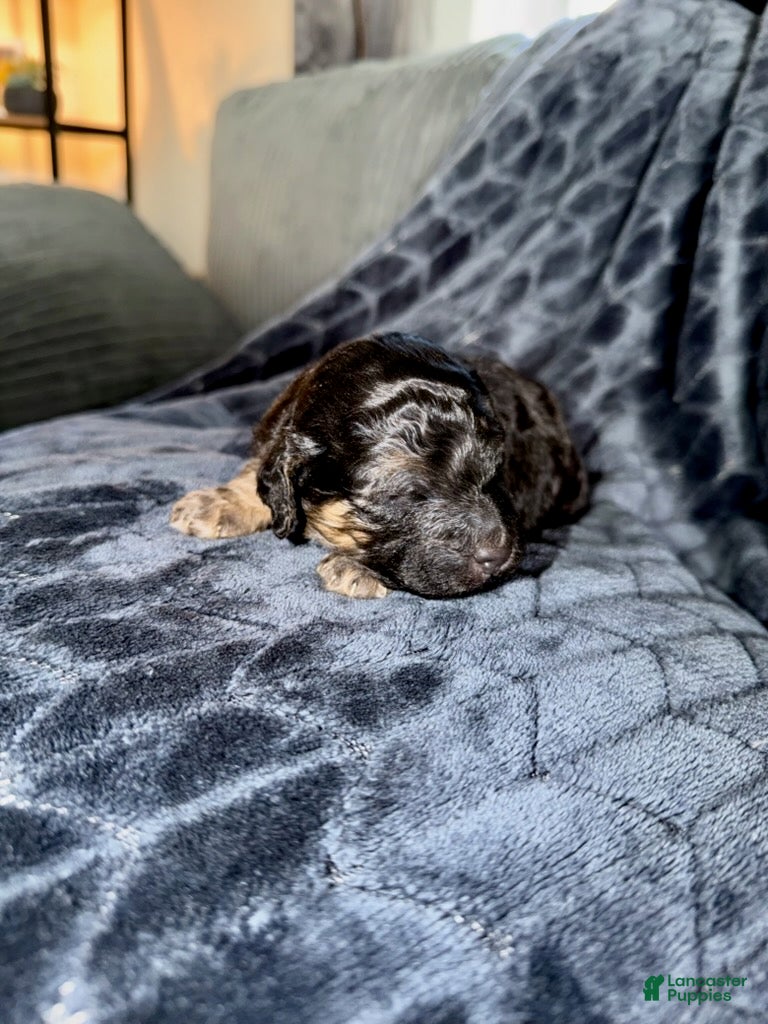 Mixed Breed dogs Scar - Ad 2