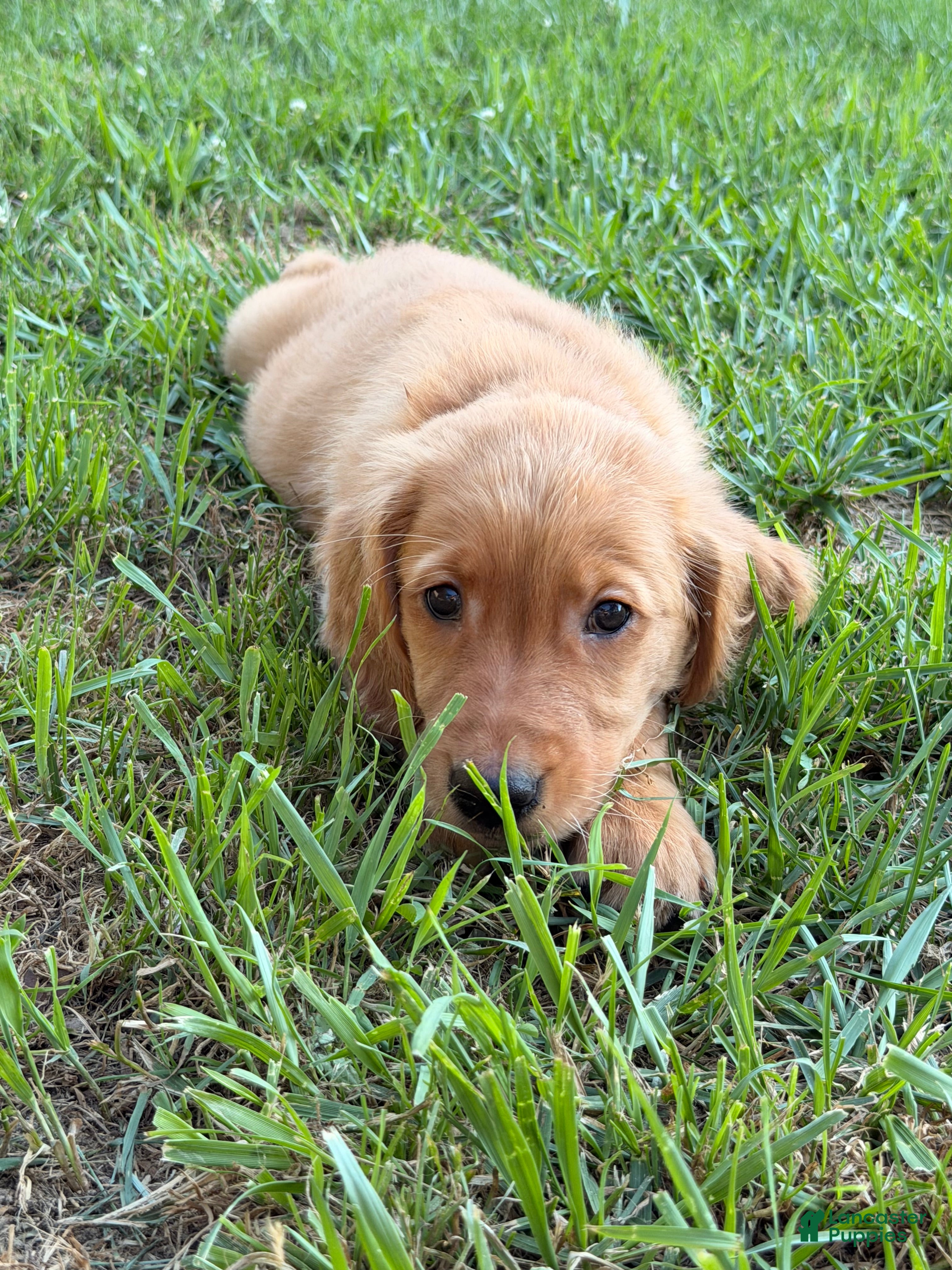 Golden Retriever dogs Rosey - Ad 2