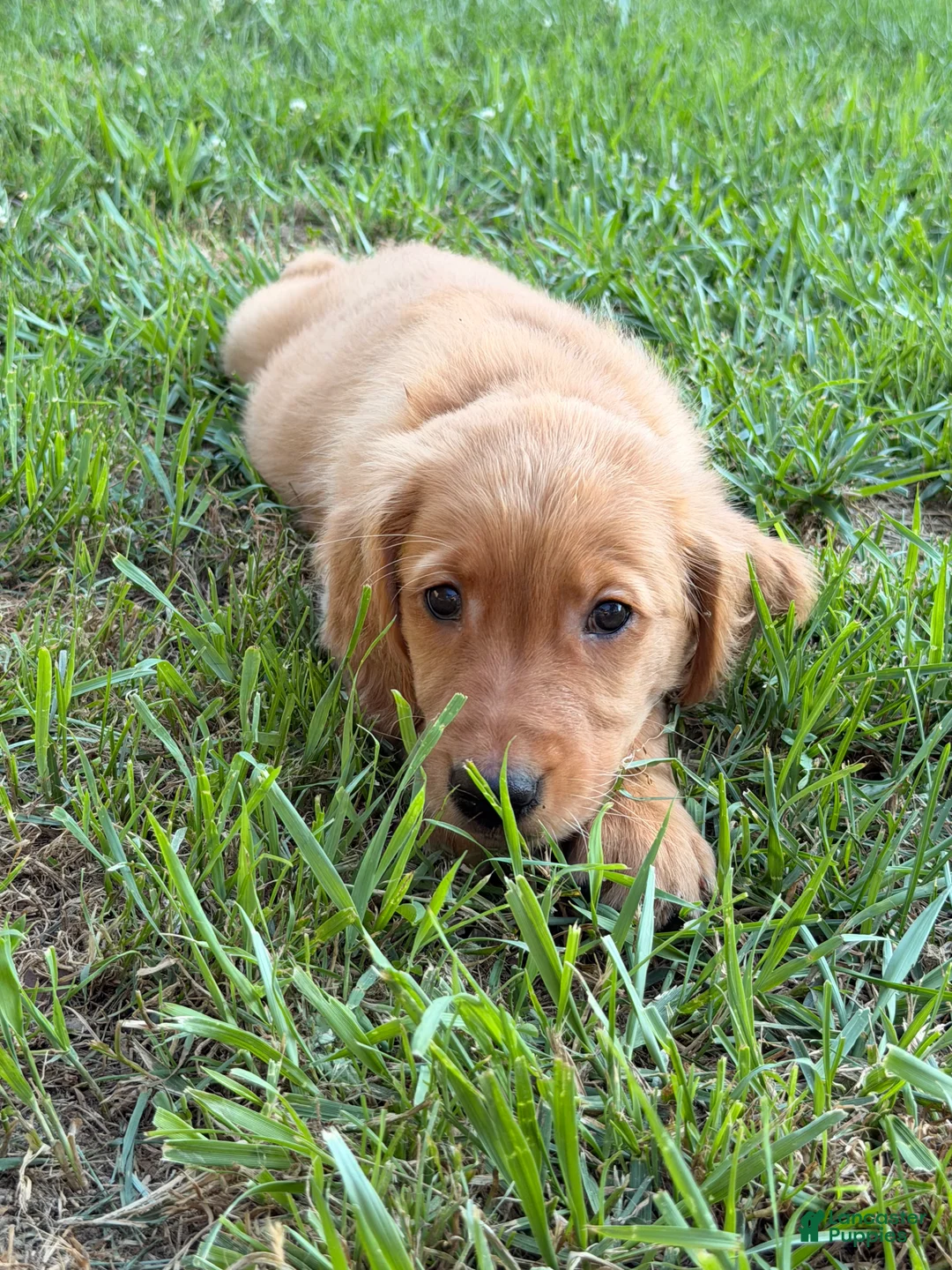Golden Retriever dogs for sale: Rosey - Ad 2