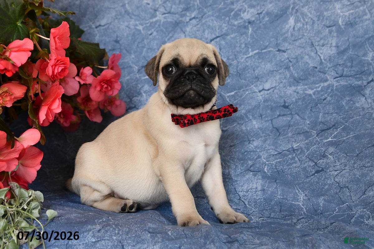 Pug dogs Butch - Ad 2