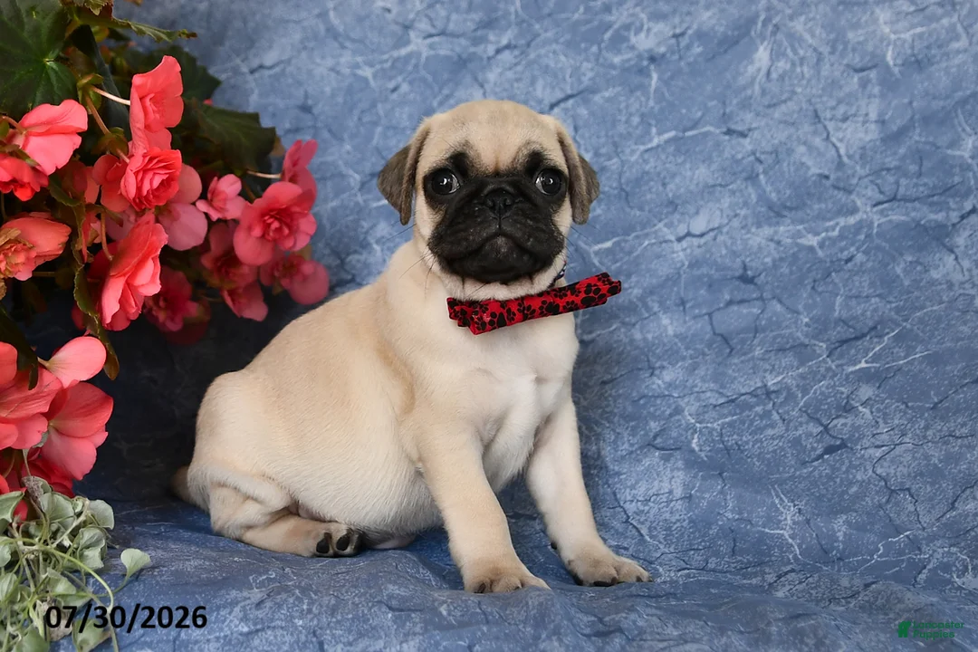 Pug dogs for sale: Butch - Ad 2