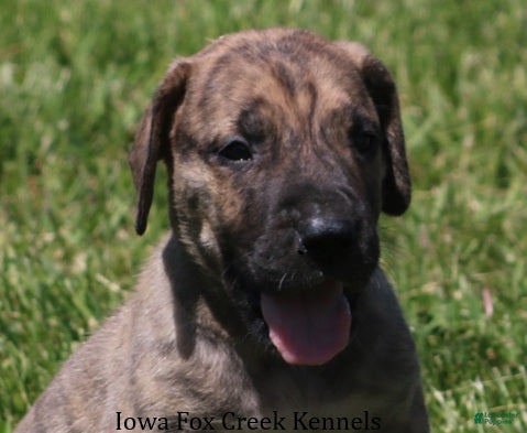 Great Dane dogs Murphy - Ad 37