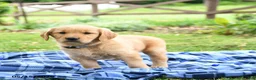 Golden Retriever dogs for sale: Caramel - Ad 4