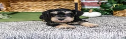 Miniature Schnauzer dogs for sale: Elijah - Ad 4