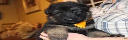 German Shepherd dogs for sale: Carla, yellow collar - Ad 3