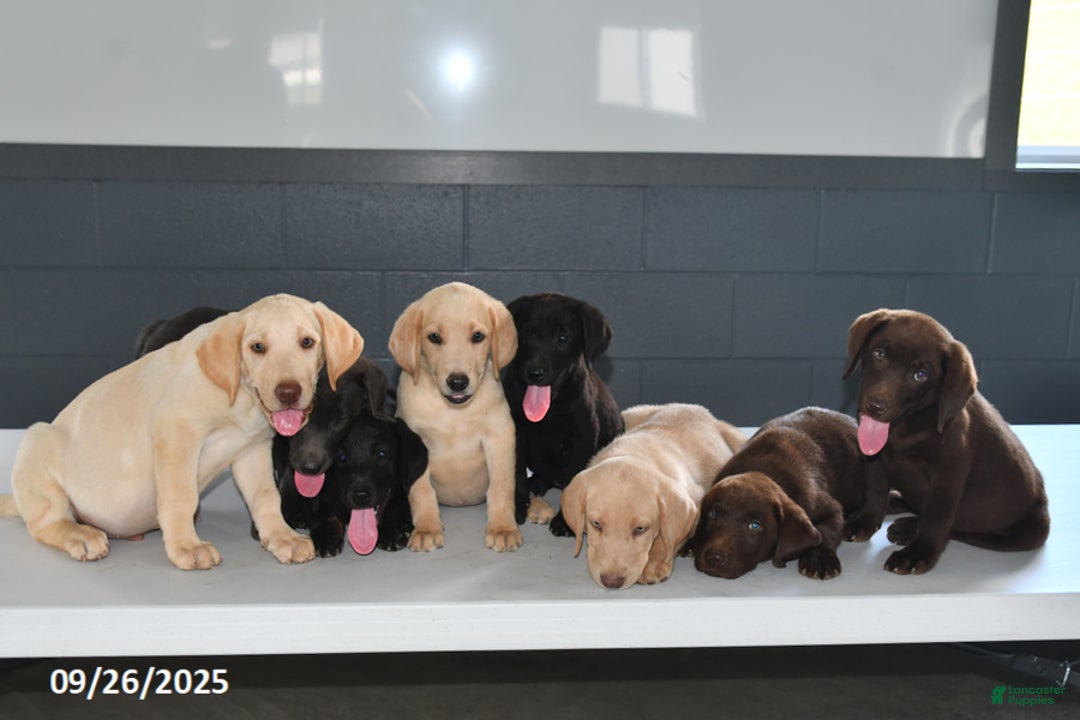 Labrador Retriever dogs for sale: Piper - Ad 3