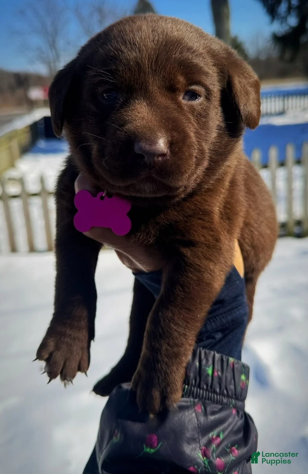 Labrador Retriever dogs for sale: georgann  - Ad 7