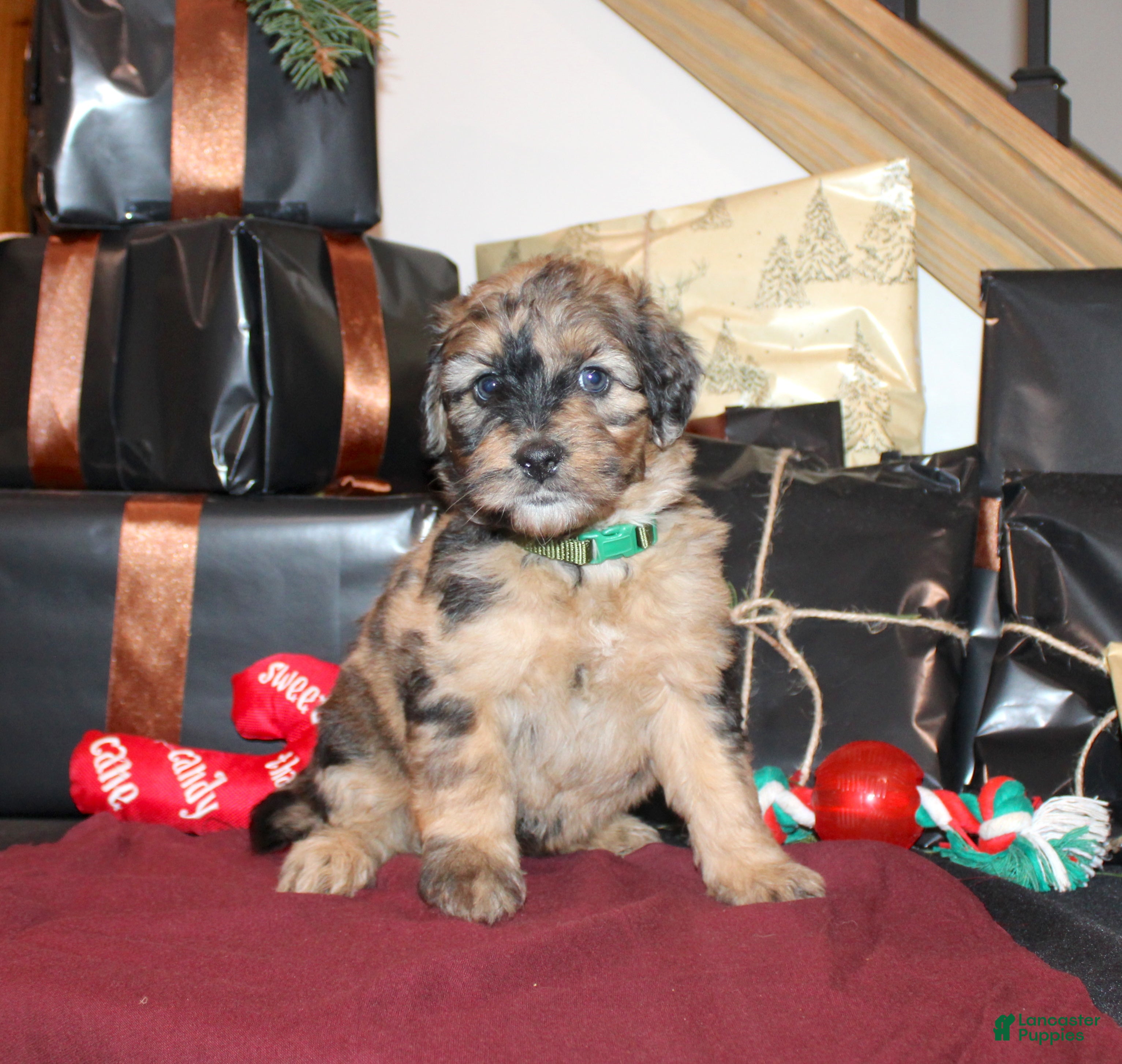 Whoodle dogs Lydia - Ad 5