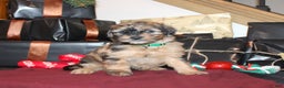 Whoodle dogs for sale: Lydia - Ad 1