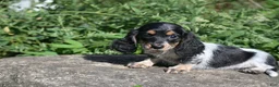 Miniature Dachshund dogs for sale: Bella - Ad 10