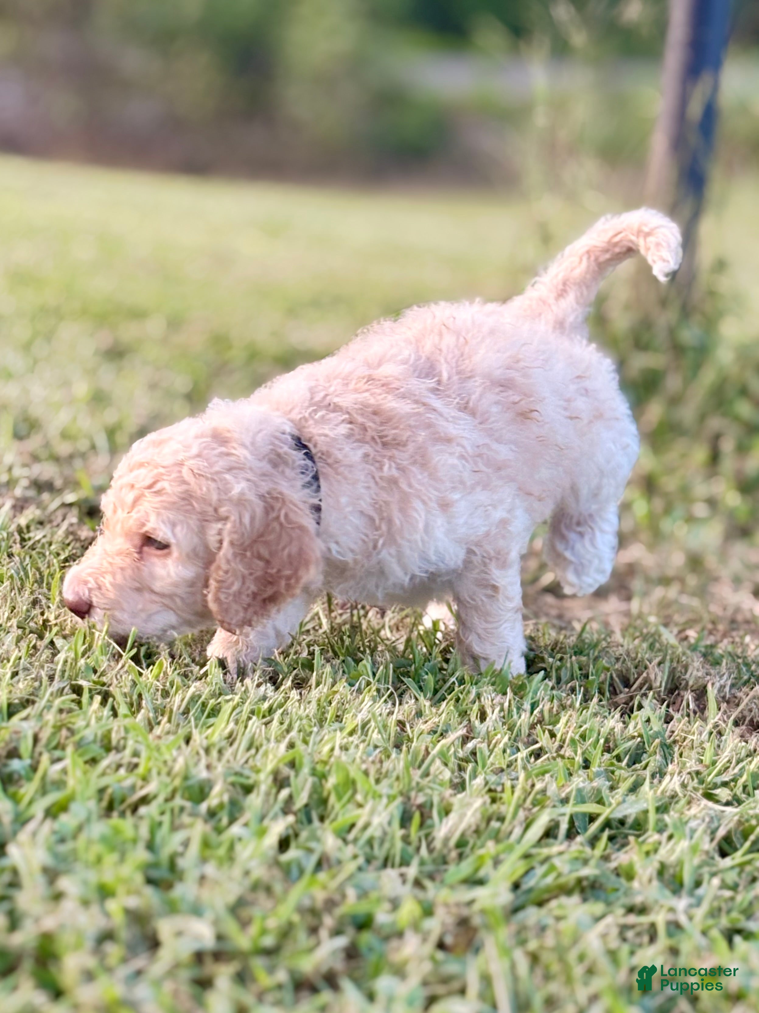 Standard Poodle dogs Black collar - Ad 2