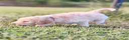 Standard Poodle dogs for sale: Black collar - Ad 2