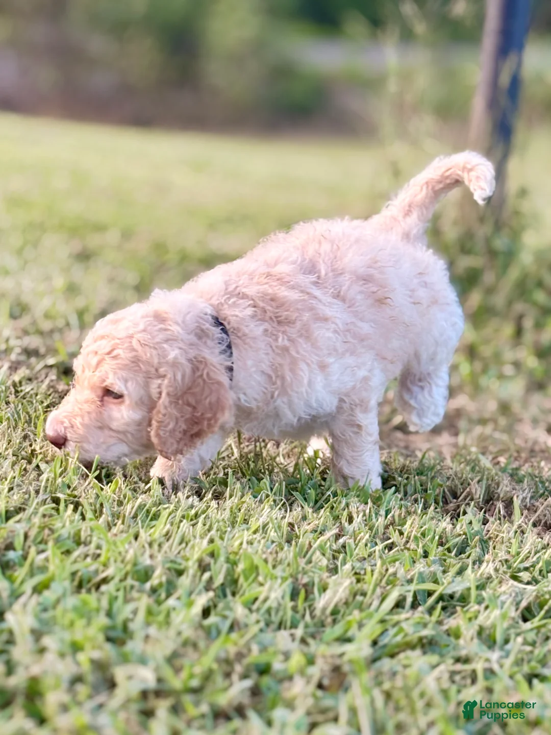 Standard Poodle dogs for sale: Black collar - Ad 2
