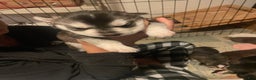 Gerberian Shepsky dogs for sale: Gerberian Shepsky Puppy 5 - Ad 1