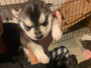 Gerberian Shepsky dogs Gerberian Shepsky Puppy 5 - Ad 18